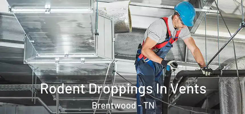  Rodent Droppings In Vents Brentwood - TN
